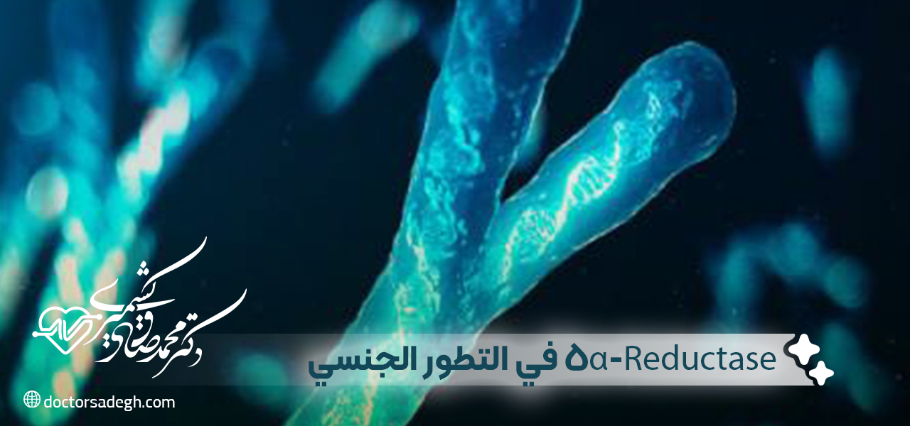 دور 5α-Reductase في التطور الجنسي